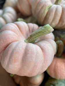 Pumpkin Mixed Bin-Wholesale PREORDER