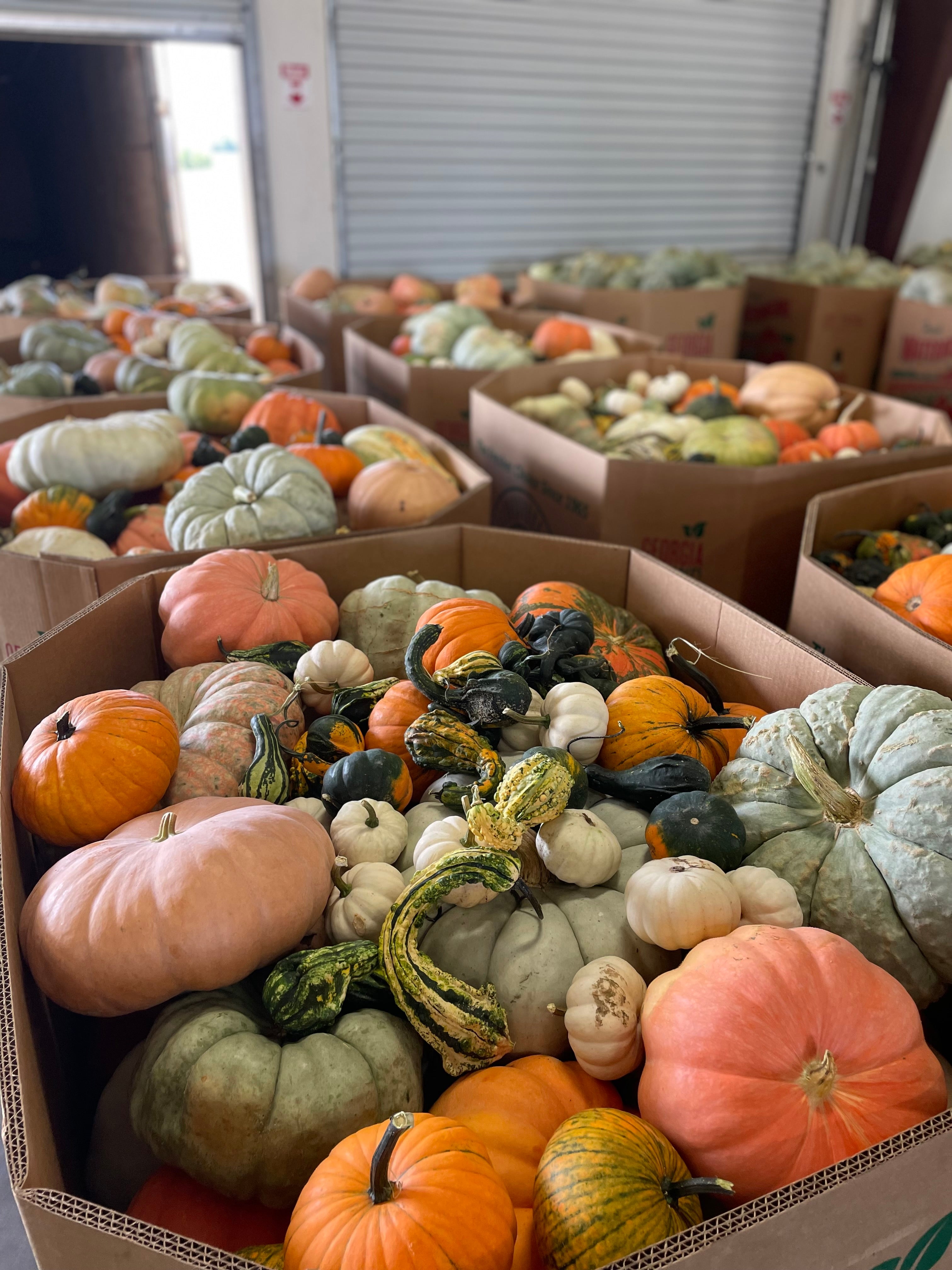 Pumpkin Mixed Bin-Wholesale PREORDER