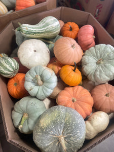 Pumpkin Mixed Bin-Wholesale PREORDER