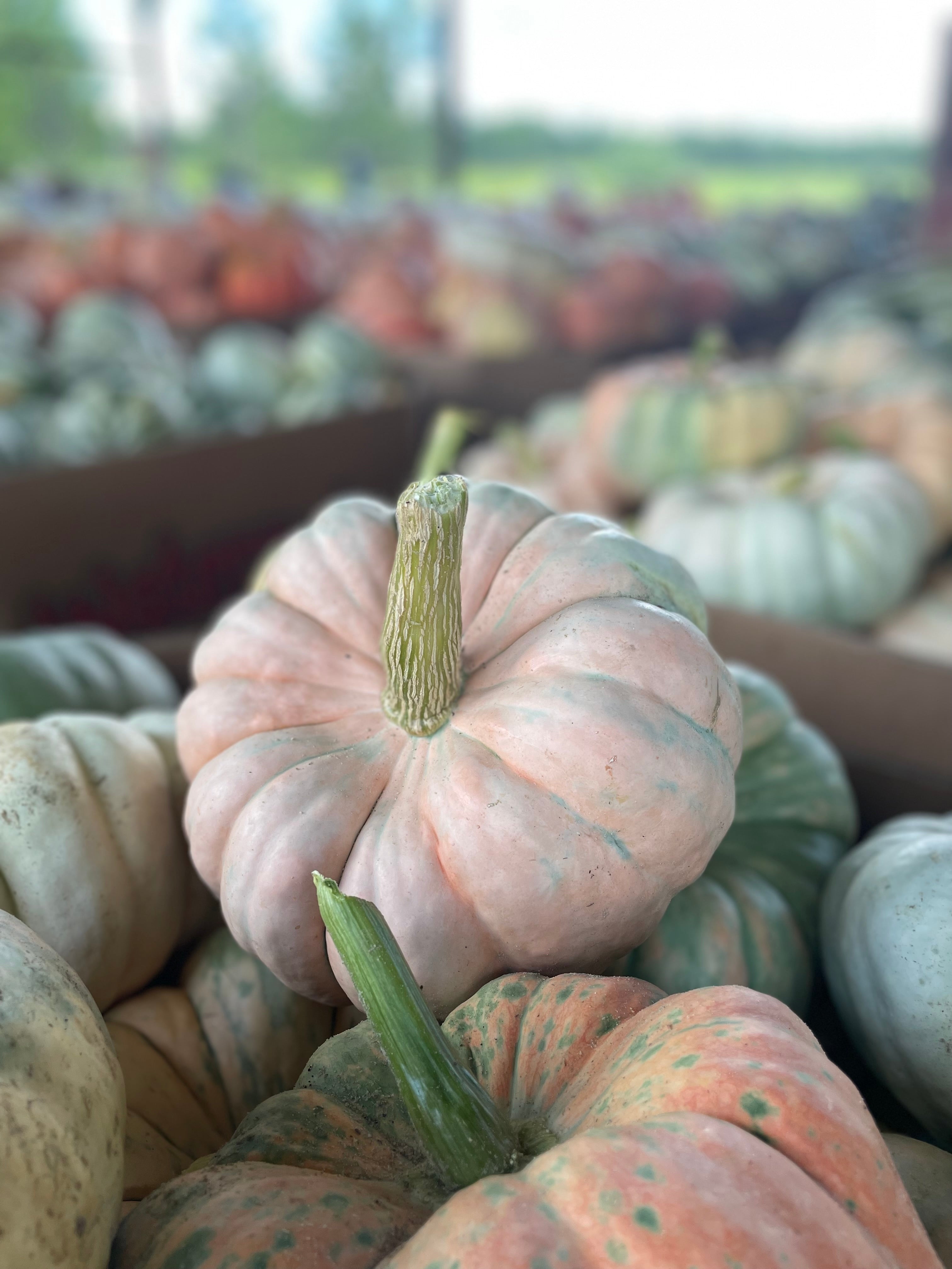 Pumpkin Mixed Bin-Wholesale PREORDER