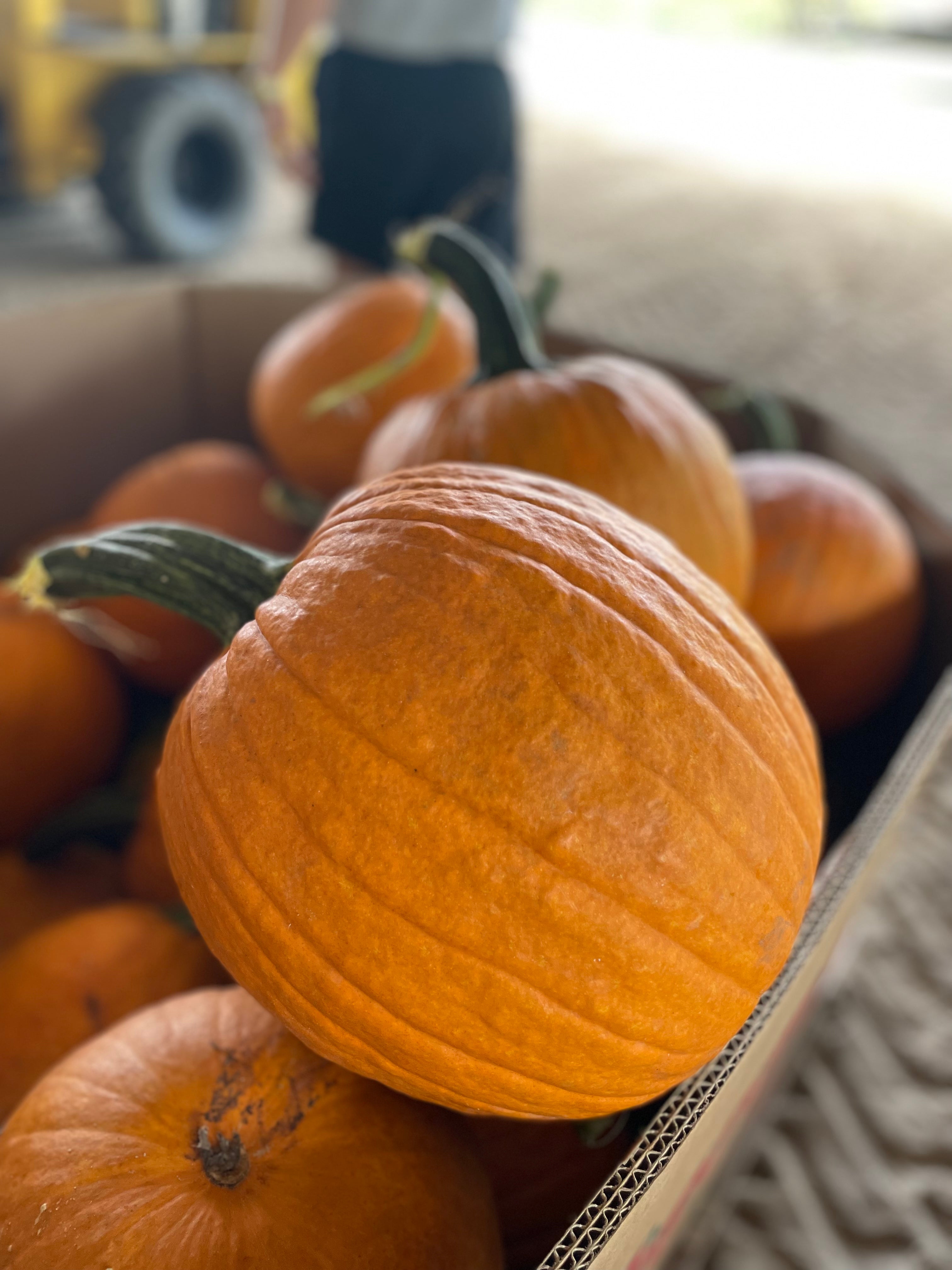 Pumpkin Orange Bins-Wholesale PREORDER