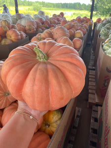 Pumpkin Mixed Bin-Wholesale PREORDER
