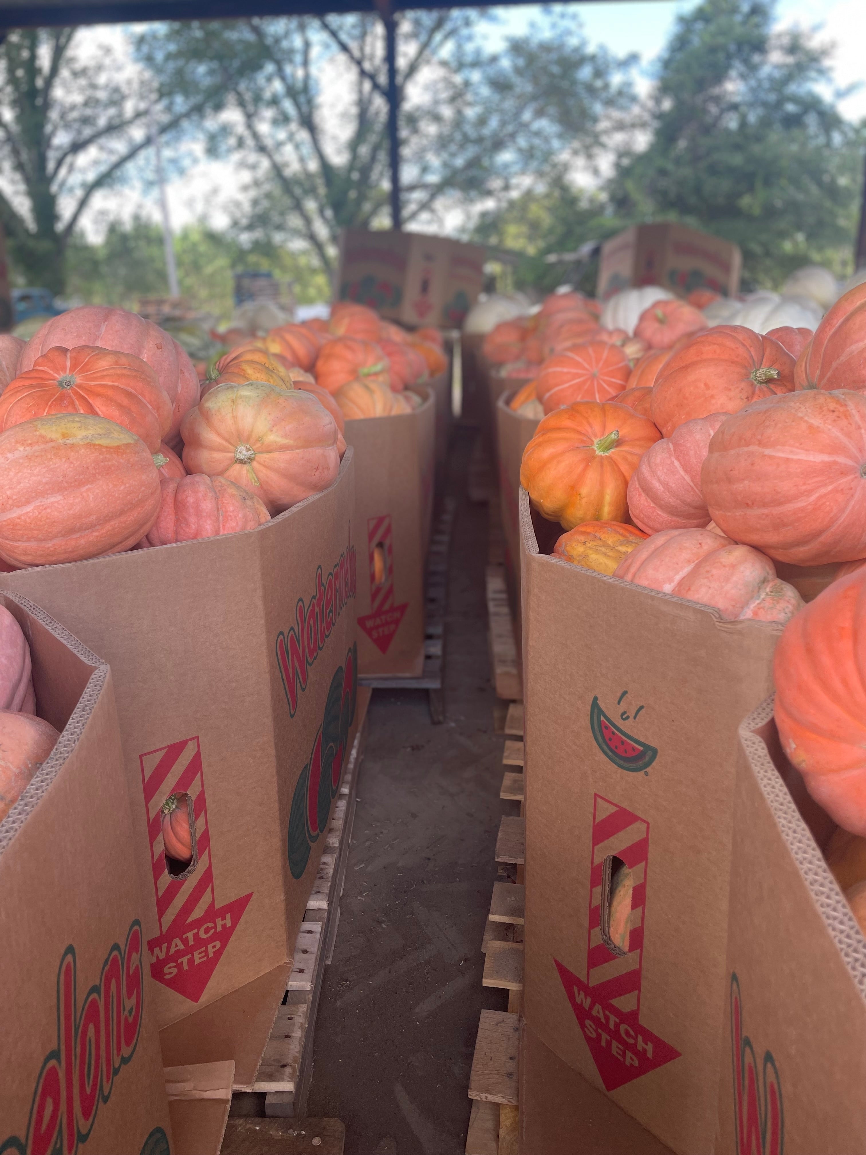 Pumpkin Mixed Bin-Wholesale PREORDER