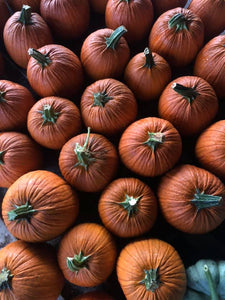 Pumpkin Orange Bins-Wholesale PREORDER